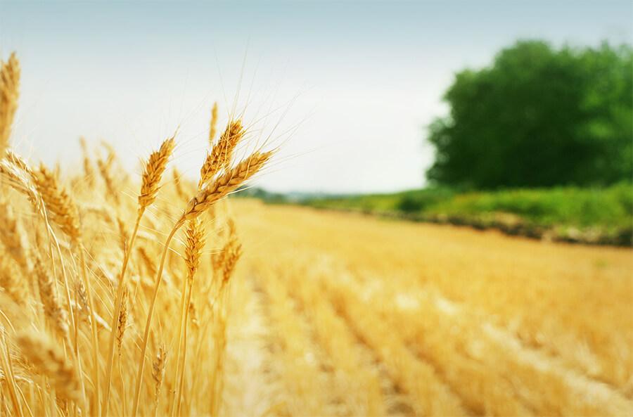 Foto de trigo o cereal seco